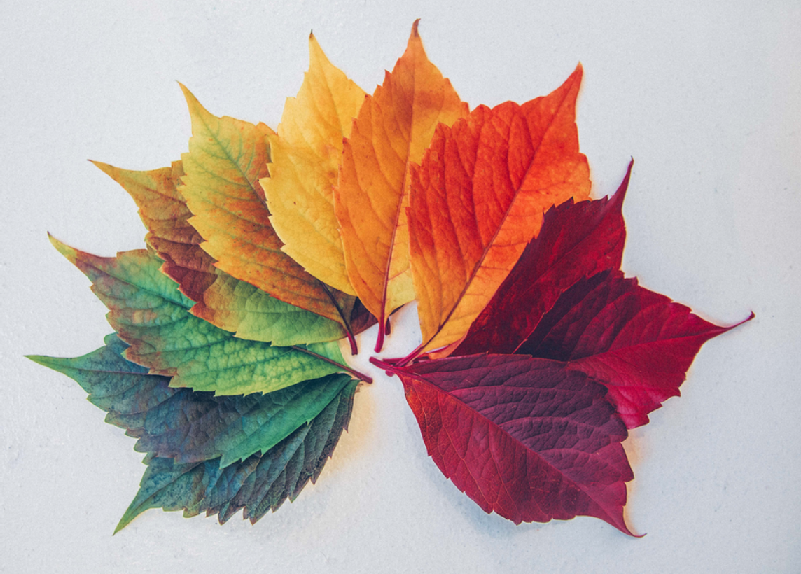 An assortment of leaves in the shape of an arch. From left to right, the colors of each leaf transition from green to yellow, orange, then red.