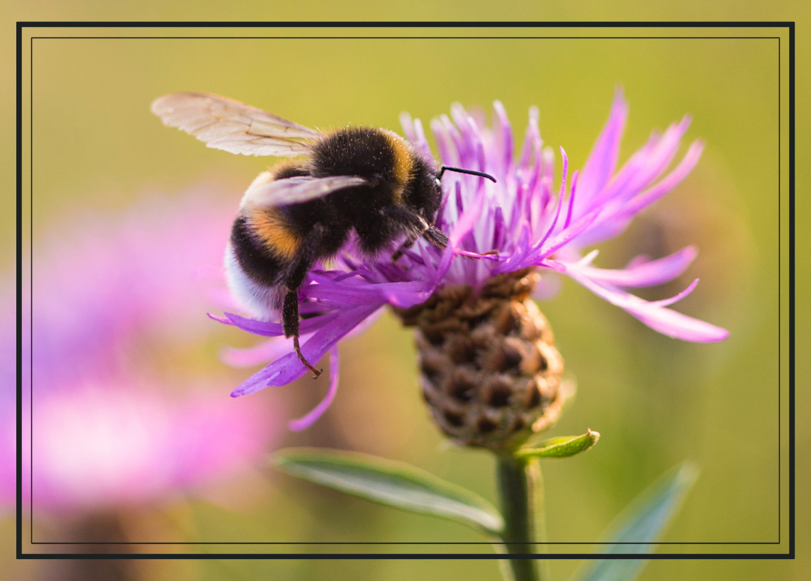 A close-up image of a bee on a flower