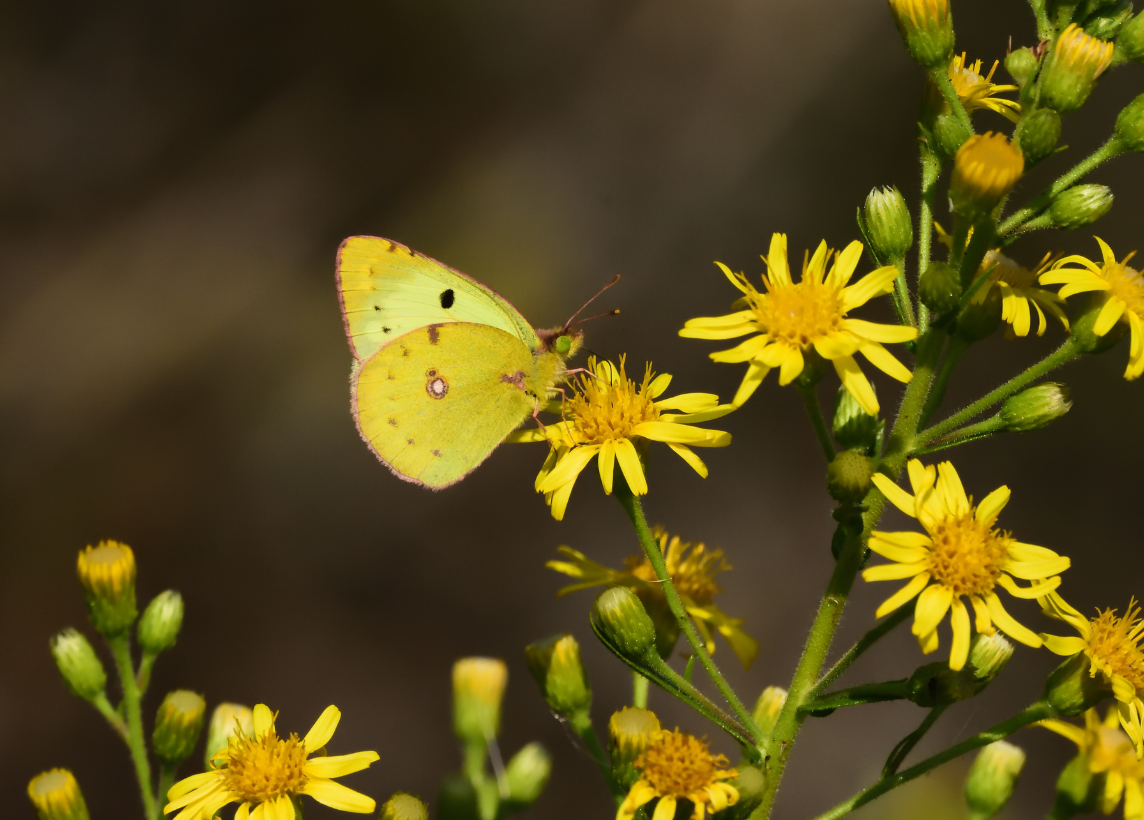 A yellow butterfly visits a bed of yellow flowers.